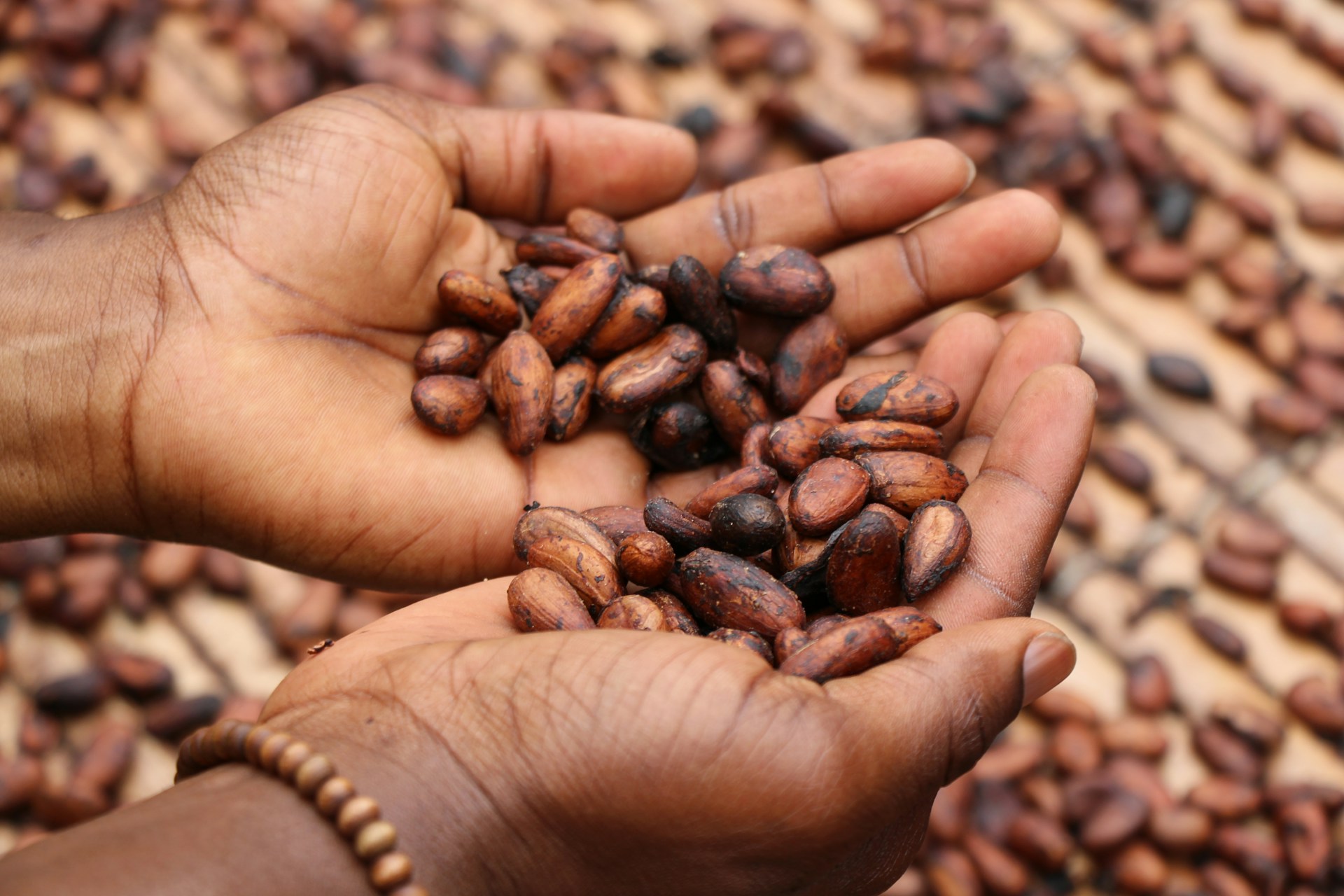 Biologische cacao kiezen voor bakken en dranken